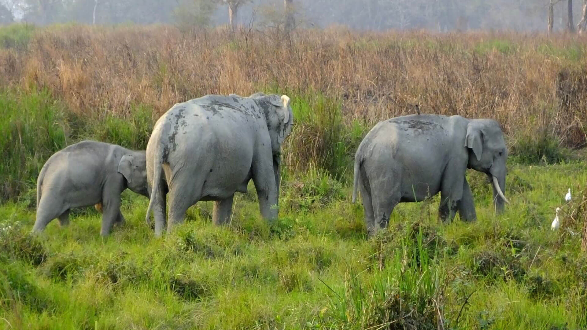 kaziranga national park visit